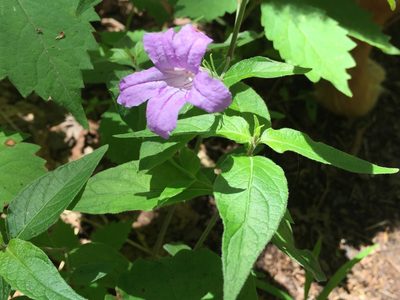 Ruellia pedunculata, photographed by Robbie Hannawacker
