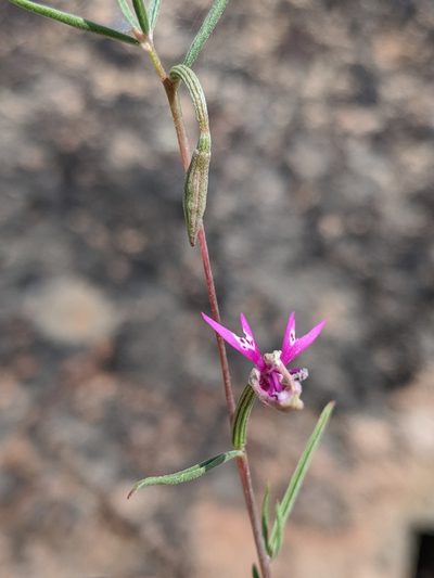 Clarkia xantiana, photographed by My-Lan Le