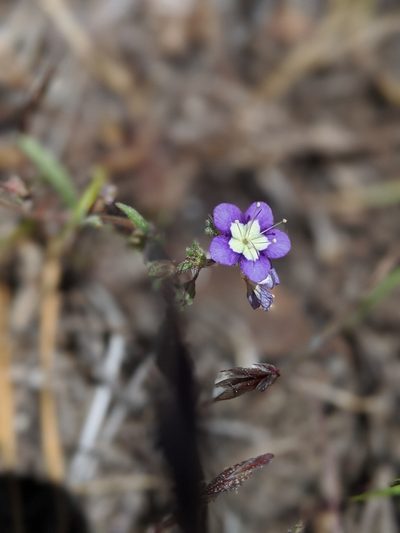 Phacelia orogenes, photographed by My-Lan Le