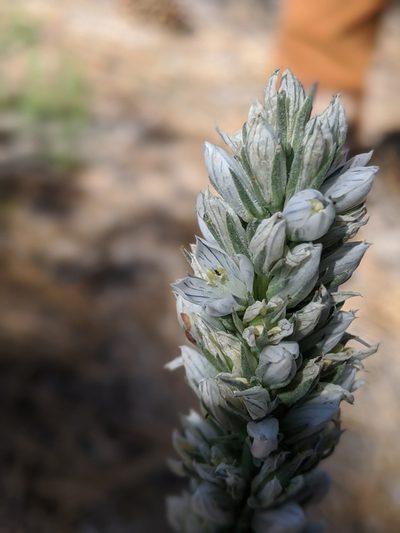 Frasera tubulosa, photographed by My-Lan Le
