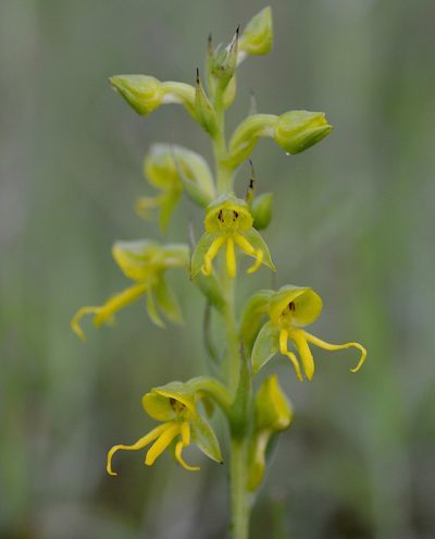 Habenaria marginata, photographed by S.MORE