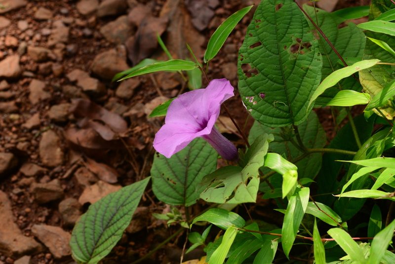 Argyreia pilosa, photographed by S.MORE