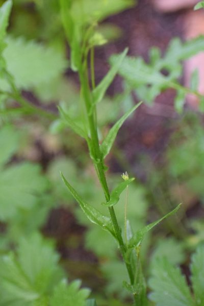 Arabis pycnocarpa, photographed by Syd Cannings
