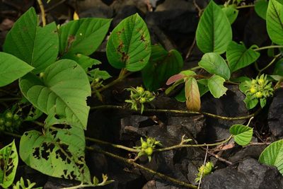 Argyreia pilosa, photographed by S.MORE
