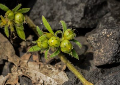 Argyreia pilosa, photographed by S.MORE