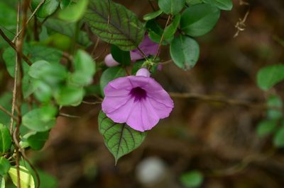Argyreia pilosa, photographed by S.MORE