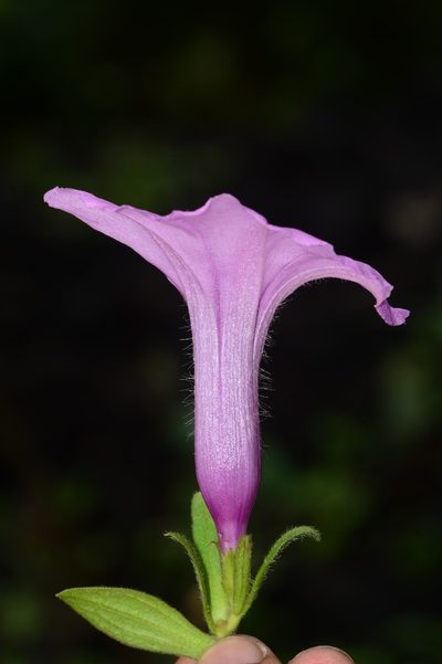 Argyreia pilosa, photographed by S.MORE