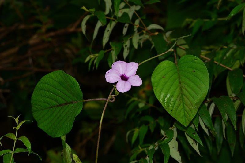 Argyreia boseana, photographed by S.MORE