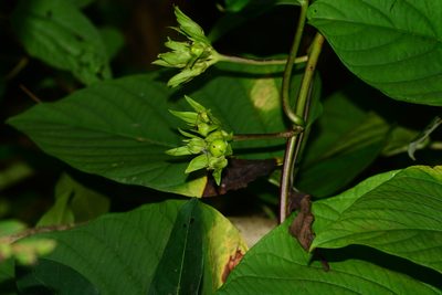 Argyreia boseana, photographed by S.MORE