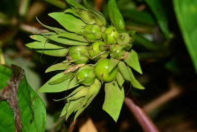 Argyreia boseana, photographed by S.MORE
