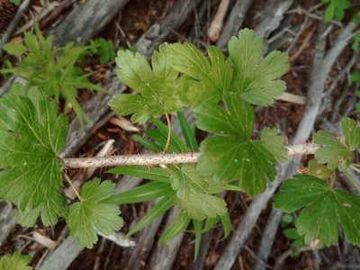 Ribes oxyacanthoides, photographed by Syd Cannings