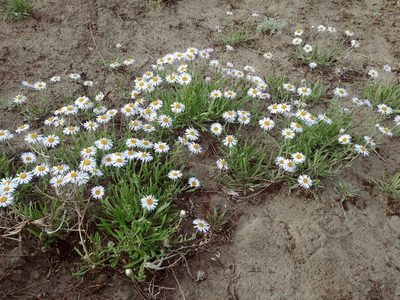 Erigeron caespitosus, photographed by Syd Cannings