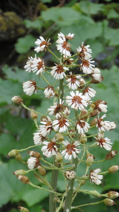 Petasites kablikianus, photographed by Guillaume Delaitre