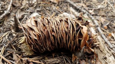 Abies magnifica, photographed by Alan Rockefeller