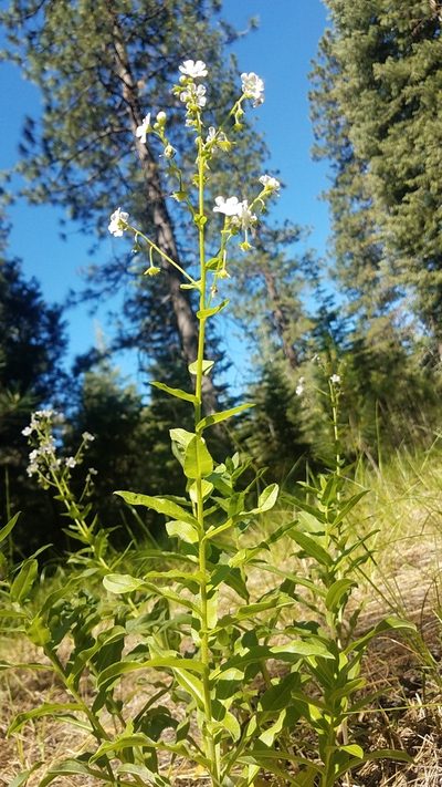 Hackelia californica, photographed by Alan Rockefeller