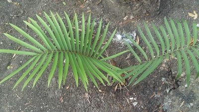 Zamia loddigesii, photographed by Tereso Hernández Morales