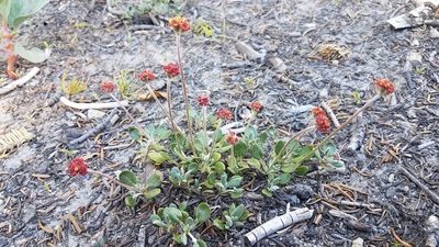 Eriogonum marifolium, photographed by Alan Rockefeller