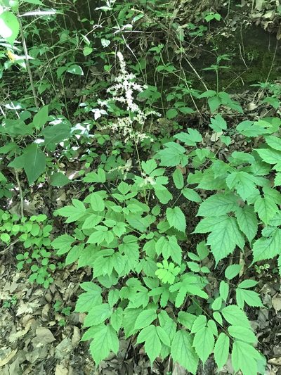 Astilbe biternata, photographed by Evelyn Davis