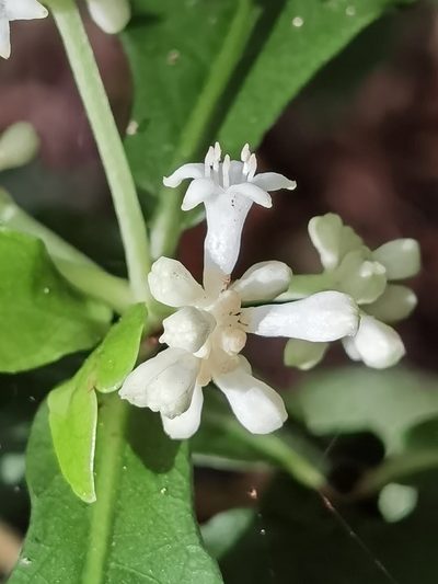 Psychotria subsessilis, photographed by Eduardo Chacón Madrigal