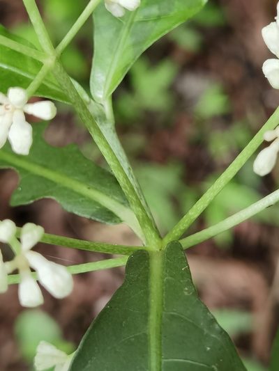 Psychotria subsessilis, photographed by Eduardo Chacón Madrigal
