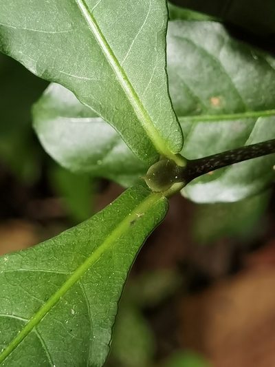 Psychotria subsessilis, photographed by Eduardo Chacón Madrigal