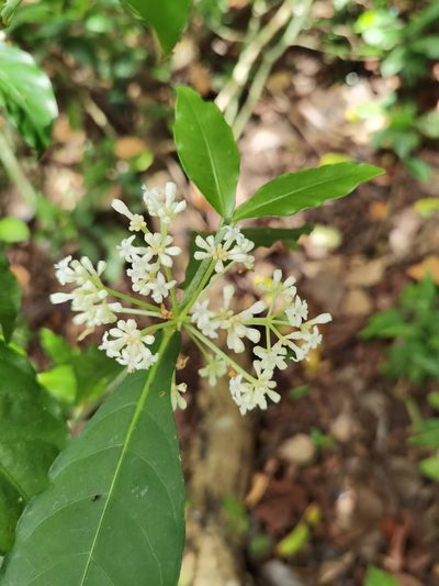Psychotria subsessilis, photographed by Eduardo Chacón Madrigal