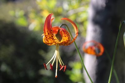 Lilium pardalinum, photographed by katherinef2
