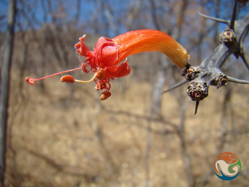 Fouquieria formosa, photographed by Eugenio Padilla