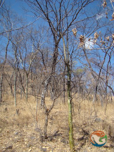 Fouquieria formosa, photographed by Eugenio Padilla
