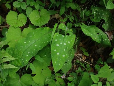 Pulmonaria stiriaca, photographed by Christian Berg
