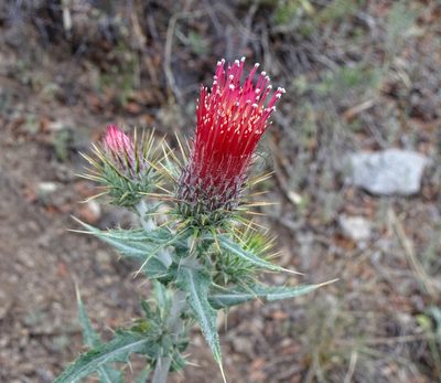 Cirsium arizonicum, photographed by Andrew Tree