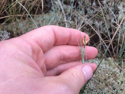 Carex livida, photographed by Derek