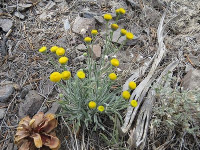 Erigeron aphanactis, photographed by Garth Harwood