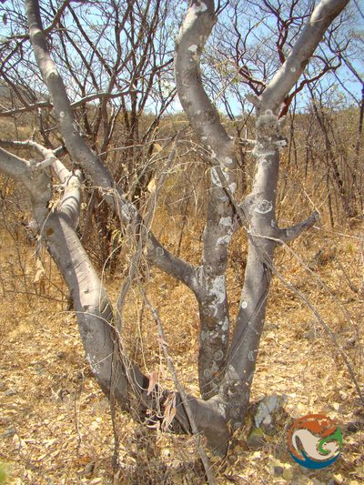 Bursera submoniliformis, photographed by Eugenio Padilla