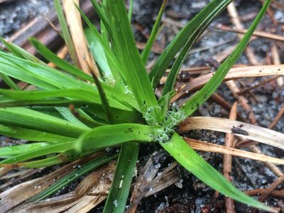 Carex tonsa, photographed by Derek