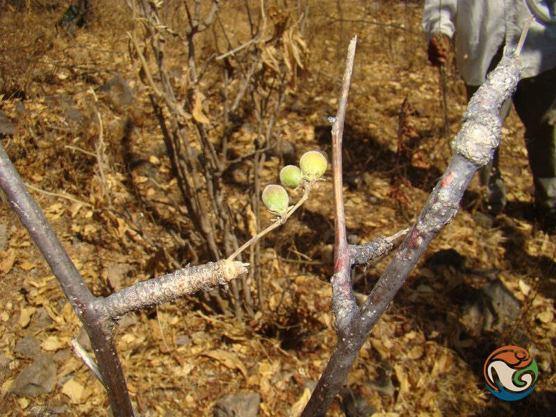 Bursera submoniliformis, photographed by Eugenio Padilla