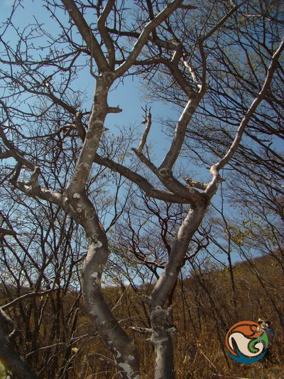 Bursera submoniliformis, photographed by Eugenio Padilla