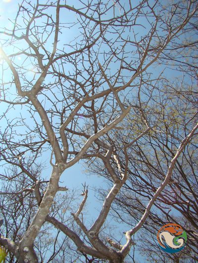 Bursera submoniliformis, photographed by Eugenio Padilla