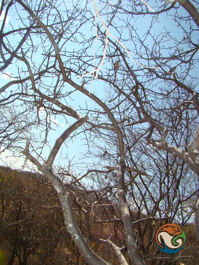 Bursera submoniliformis, photographed by Eugenio Padilla