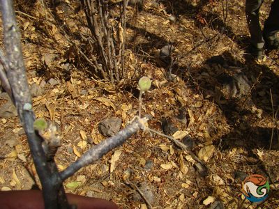 Bursera submoniliformis, photographed by Eugenio Padilla