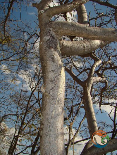 Bursera submoniliformis, photographed by Eugenio Padilla