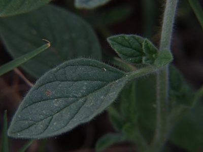 Heliotropium hirsutissimum, photographed by Eleftherios Katsillis