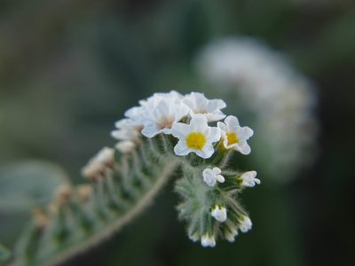 Heliotropium hirsutissimum, photographed by Eleftherios Katsillis