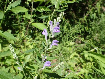 Scutellaria incana, photographed by John Abrams