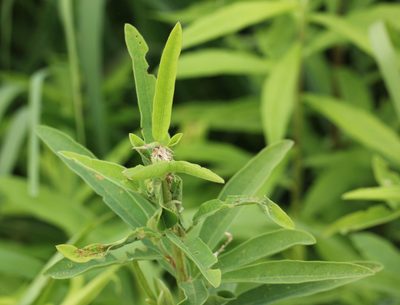 Desmodium sessilifolium, photographed by jrcagle