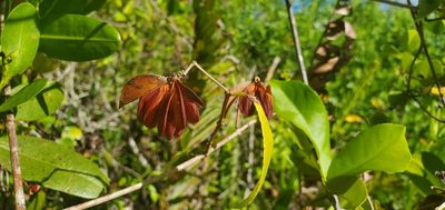 Hippocratea volubilis, photographed by Laura Gaudette