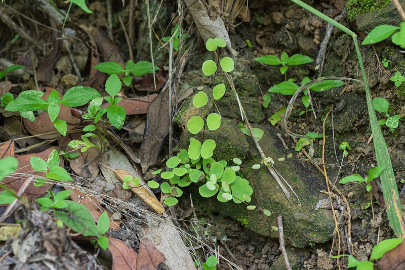 Adiantum capillus-junonis, photographed by 國立臺灣博物館