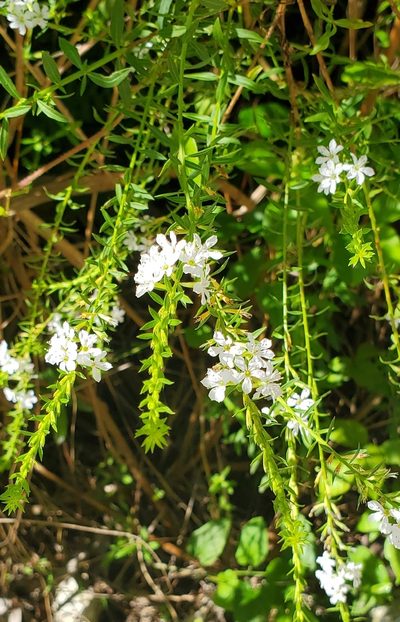 Lythrum lineare, photographed by Laura Gaudette