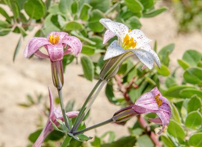 Lilium rubescens, photographed by Don Loarie