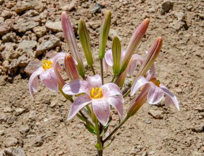 Lilium rubescens, photographed by Don Loarie